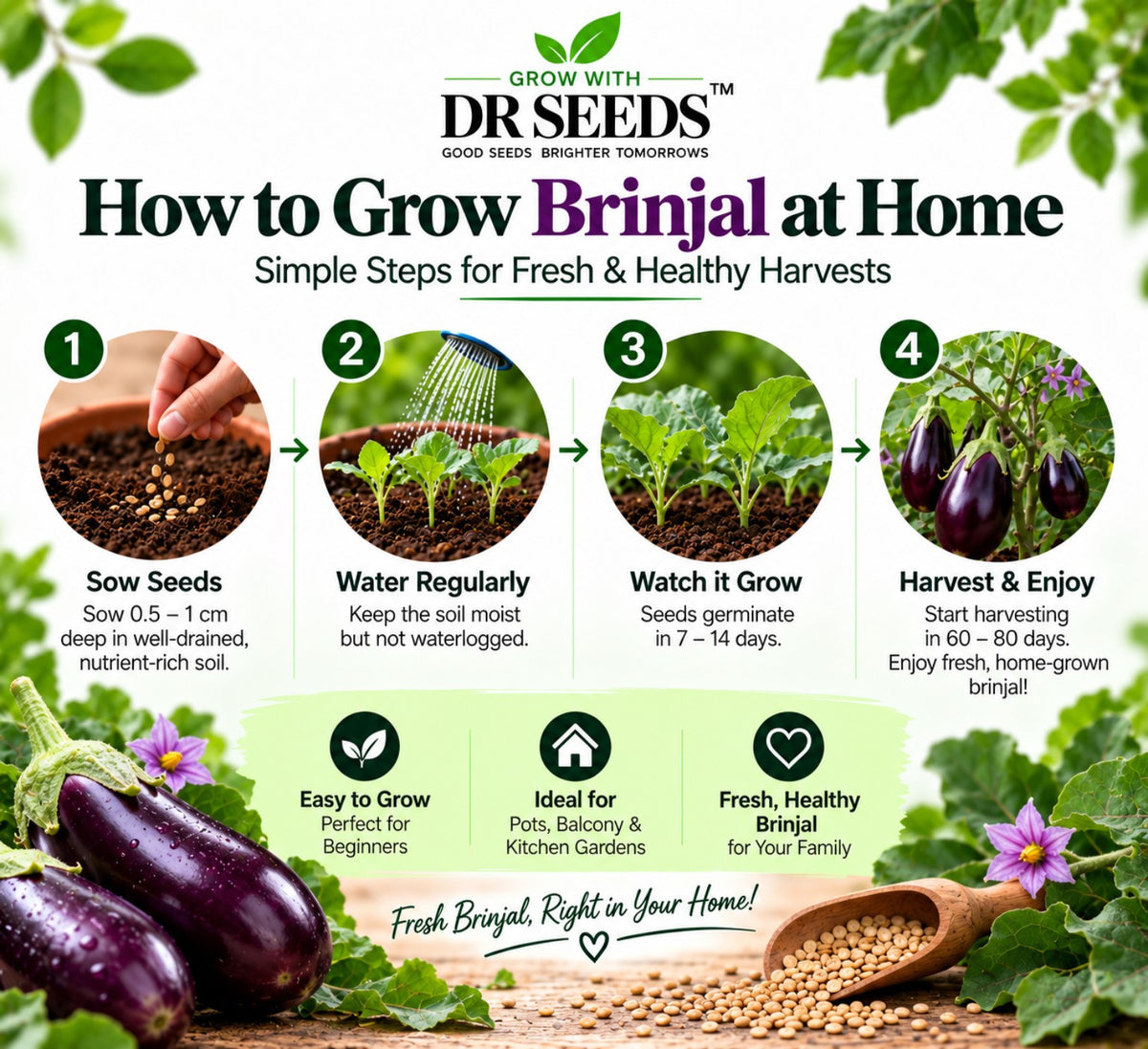 DR Seeds Brinjal — How to Grow Brinjal at Home