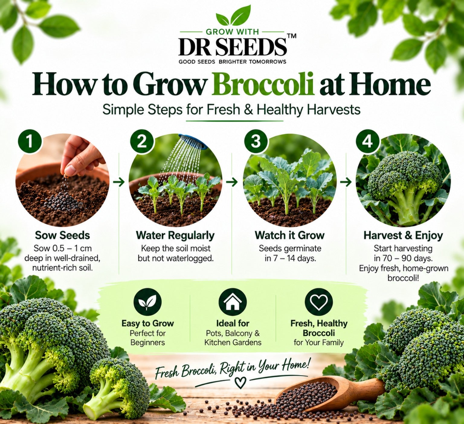 DR Seeds Broccoli — How to Grow at Home
