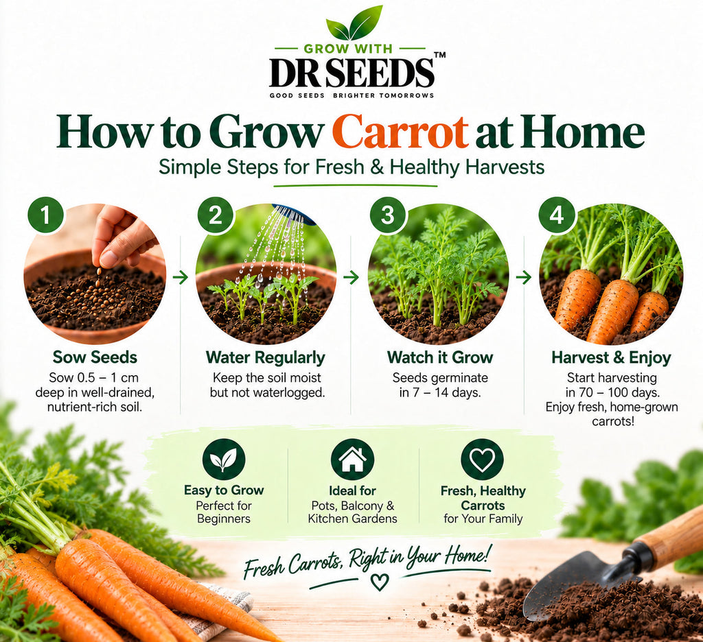 How to Grow Carrot at Home