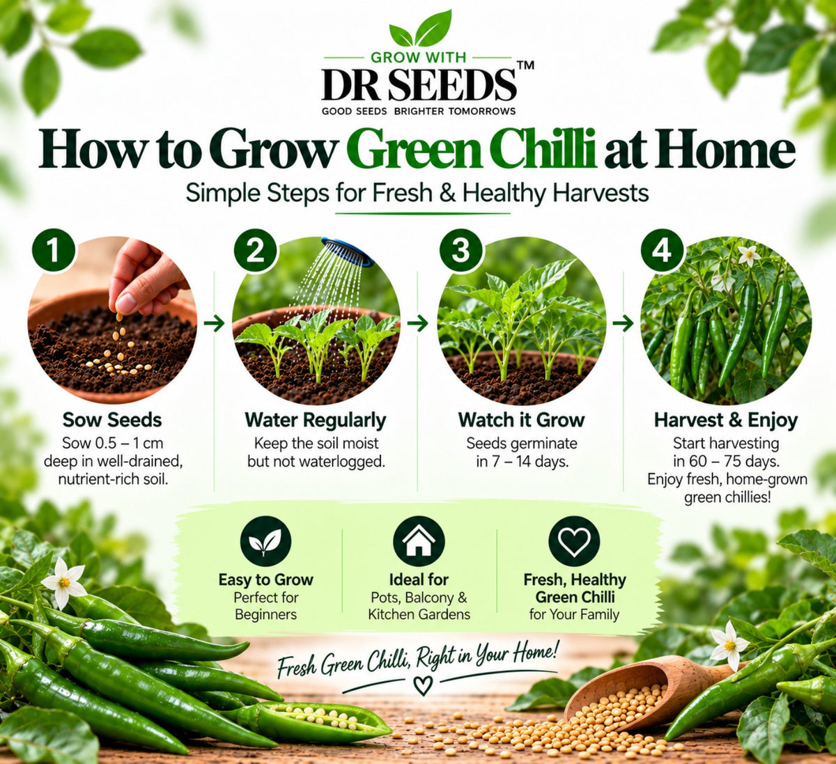 DR Seeds How to Grow Green Chilli at Home