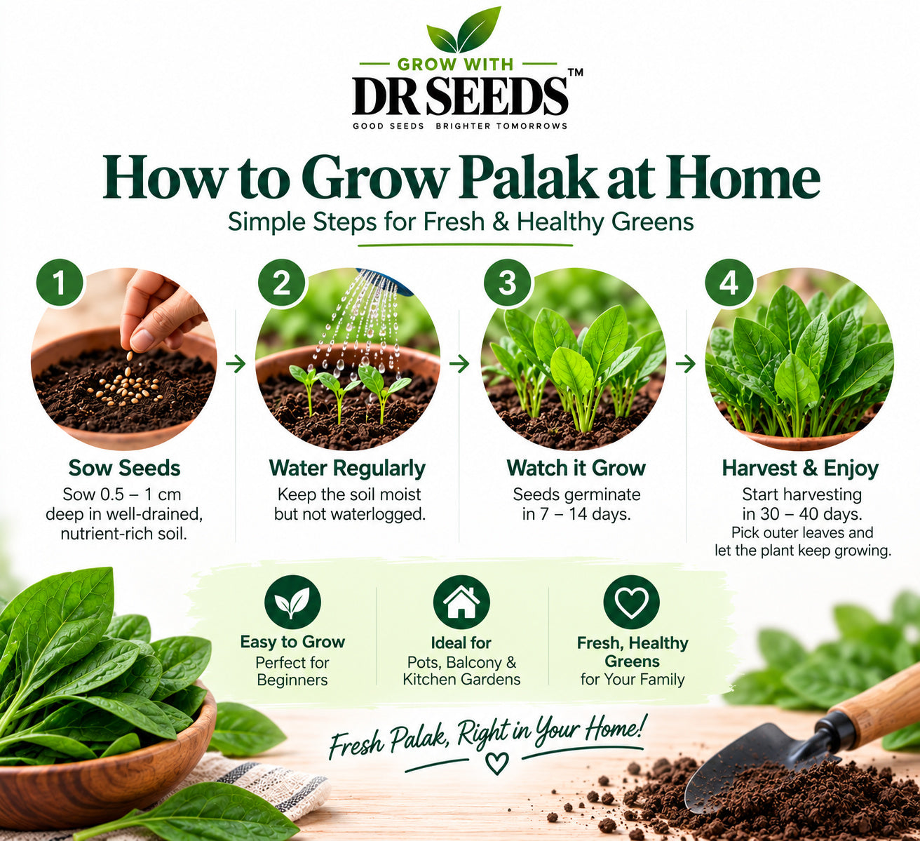 DR Seeds Palak how to grow infographic