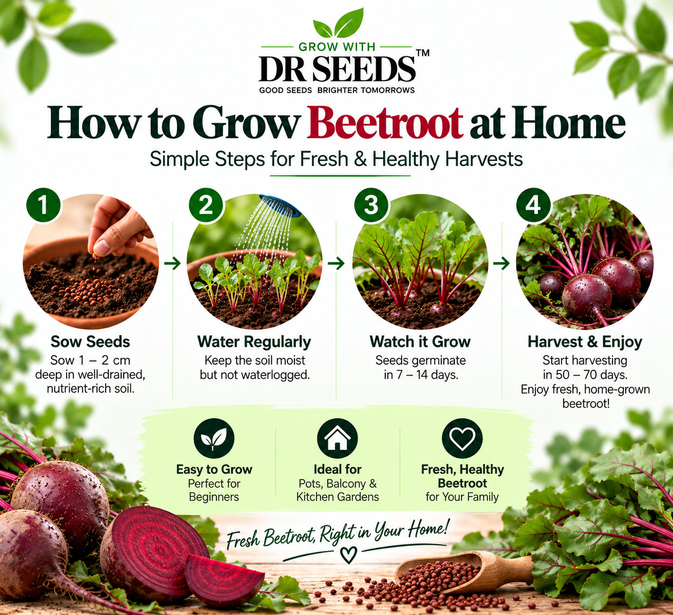 DR Seeds Beetroot — How to Grow Beetroot at Home
