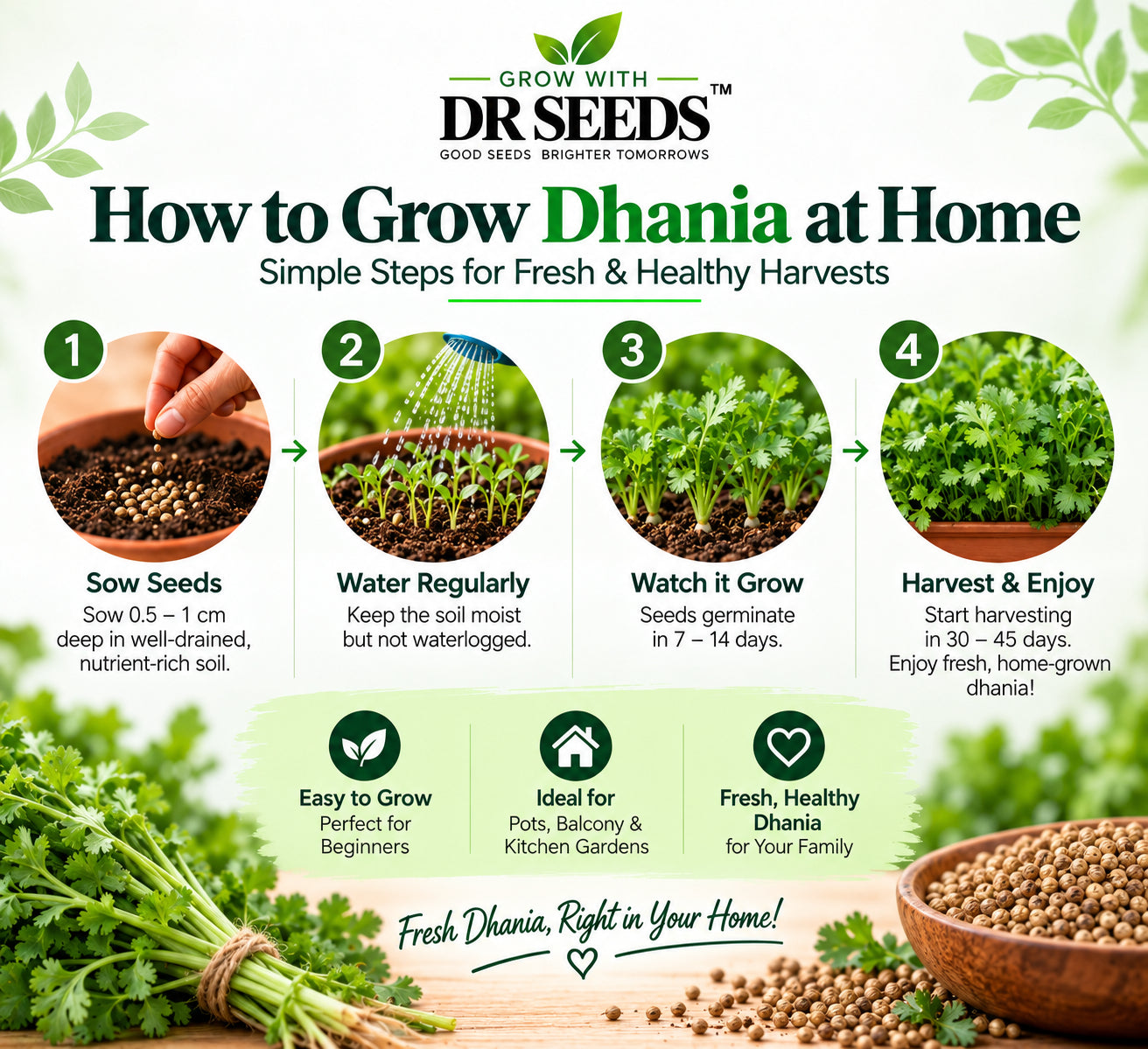 DR Seeds Coriander Dhaniya – How to Grow