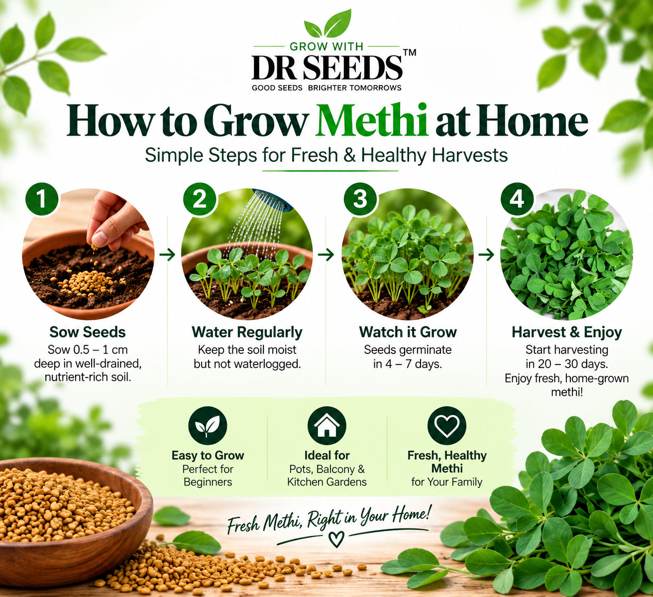 DR Seeds Fenugreek Methi – How to Grow at Home
