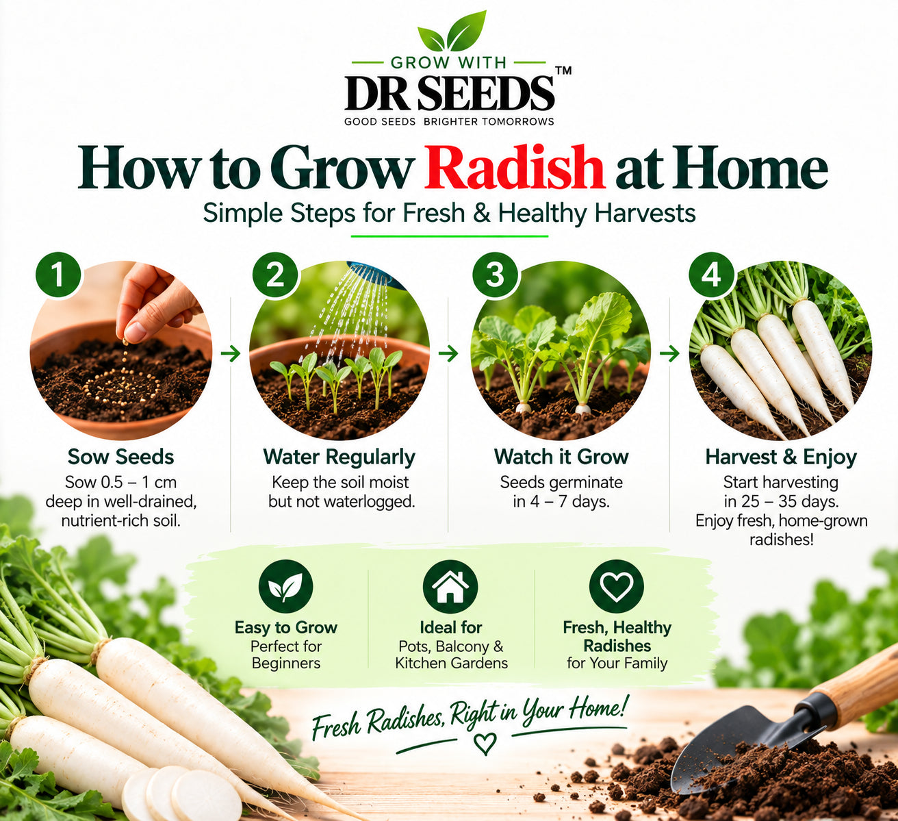 DR Seeds Radish Seeds – How to Grow Radish at Home